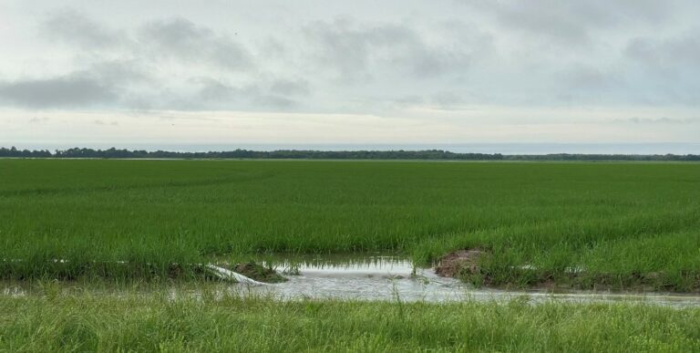 Submerged Rice Managing submerged rice or a lost flood - Rice Farming