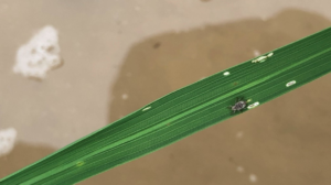 rice water weevil adult