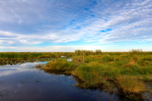 calcasieu parish wetland