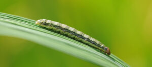 fall armyworm