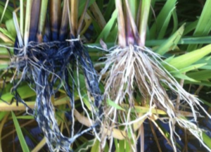 hydrogen sulfide toxicity in rice