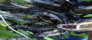 hydrogen sulfide toxicity in rice