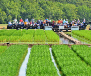LSU Rice Field Day