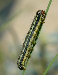 armyworms in Texas