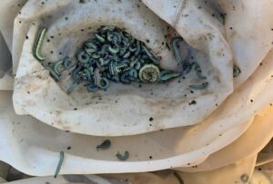 armyworms in sweep net
