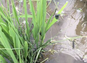 armyworms on rice