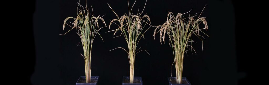 RNA in rice