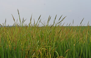 barnyardgrass infests a rice field