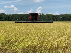 rice harvest along the Gulf Coast
