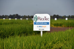 new max-ace variety from ricetec