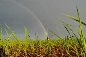 rainbow over a sustainable rice field