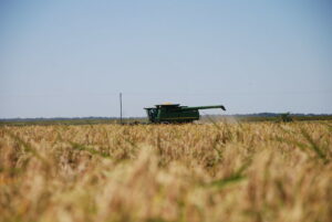 arkansas rice harvest