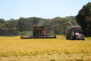 arkansas rice harvest