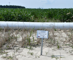 rice soybean cover crop
