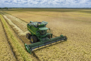 schiurring rice harvest