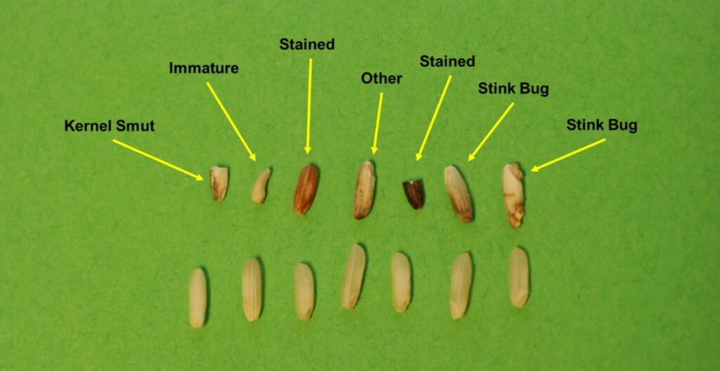 examples of pecky rice