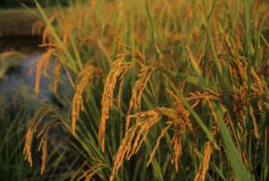 carolina gold rice
