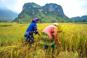 world rice production