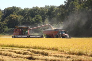 arkansas rice harvest