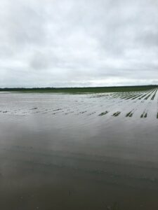 flooded field