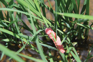 Pictured is an apple snail egg mass on a rice plant.