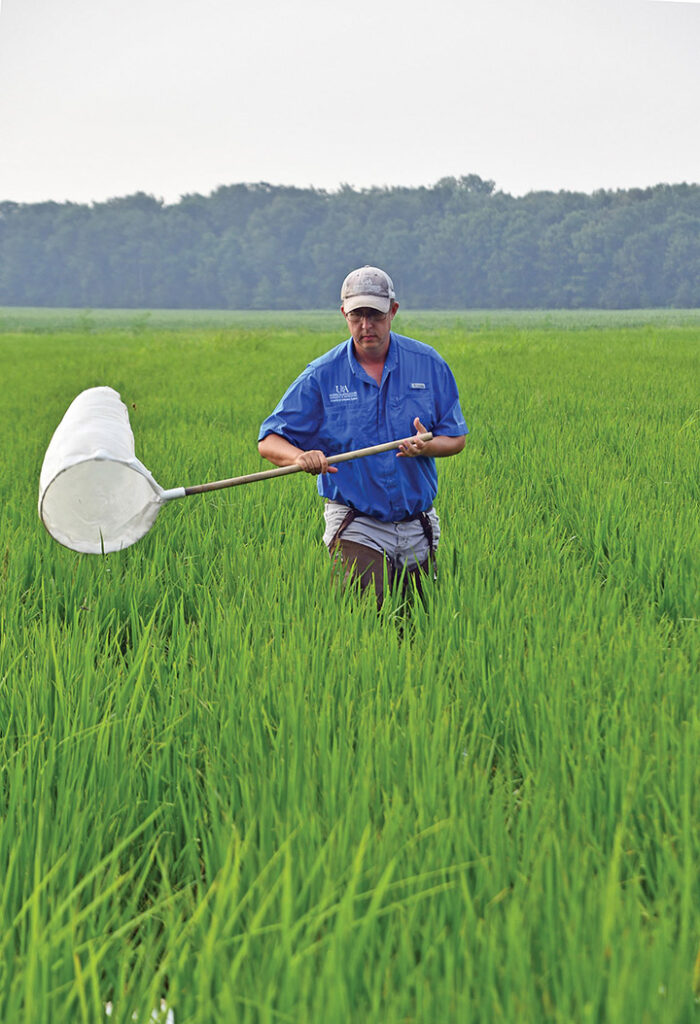 Fall armyworms - Rice Farming