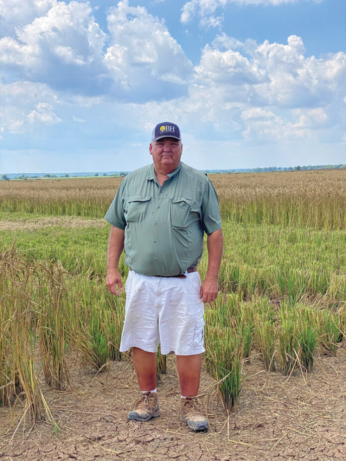 Texas Rice Field Central Texas Rice - Rice Farming