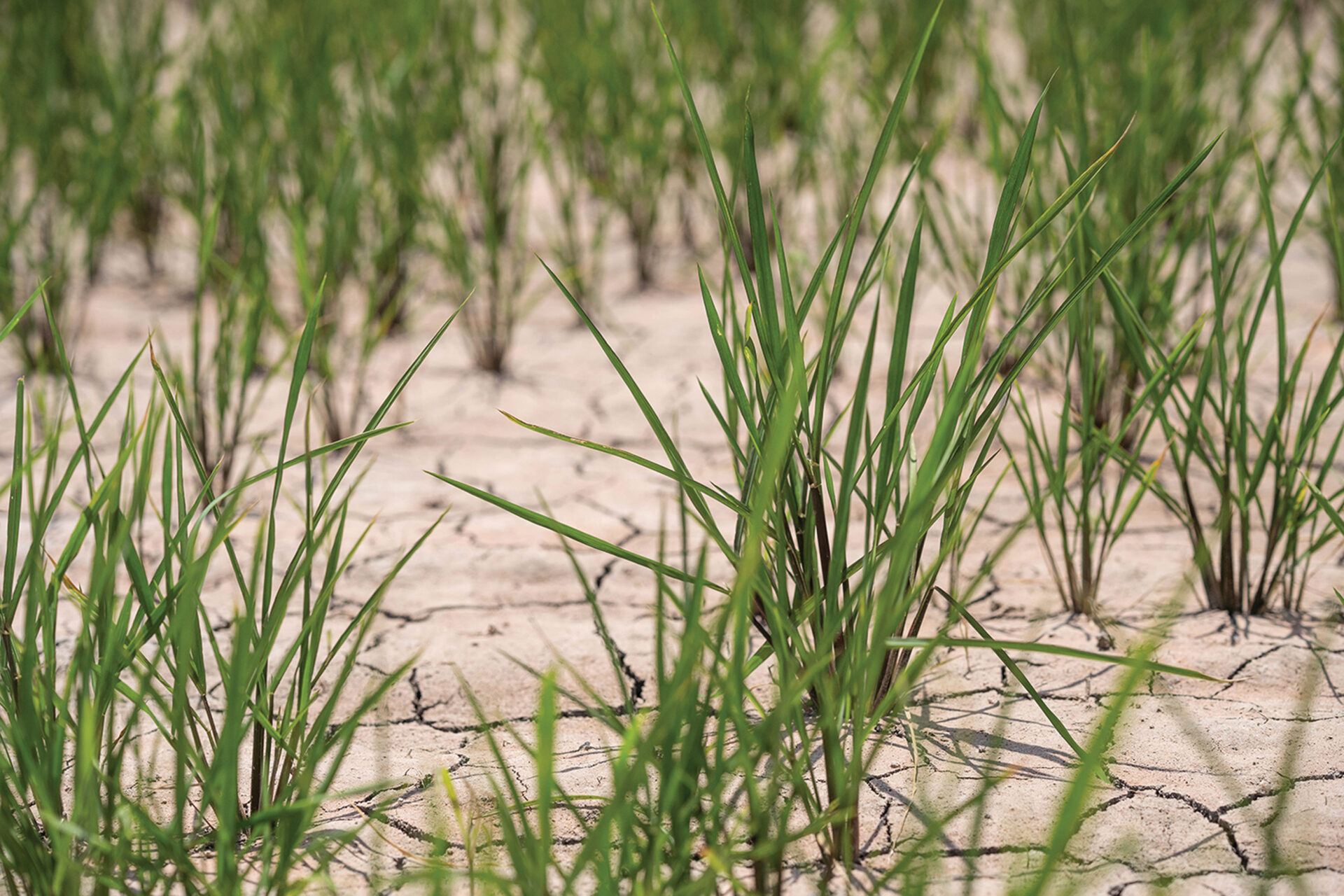 Tom Kelley: A Texas legacy - Rice Farming