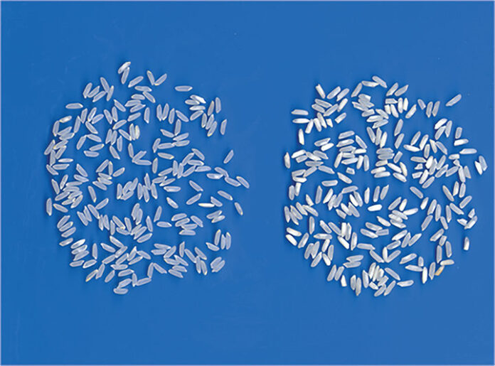 Chalky Rice Vs Sound Rice Quality is an Important Aspect in Rice - Rice Farming