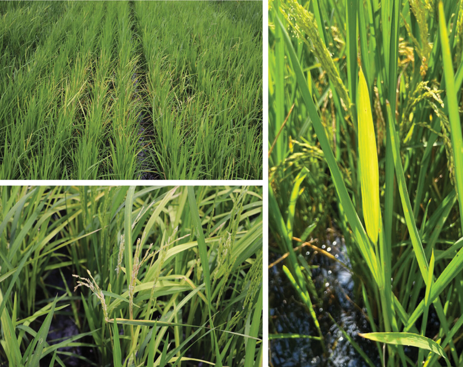 Texas Rice Field Texas Ratoon Rice: New Hoja Blanca Disease and Rice Delphacid Alert ...