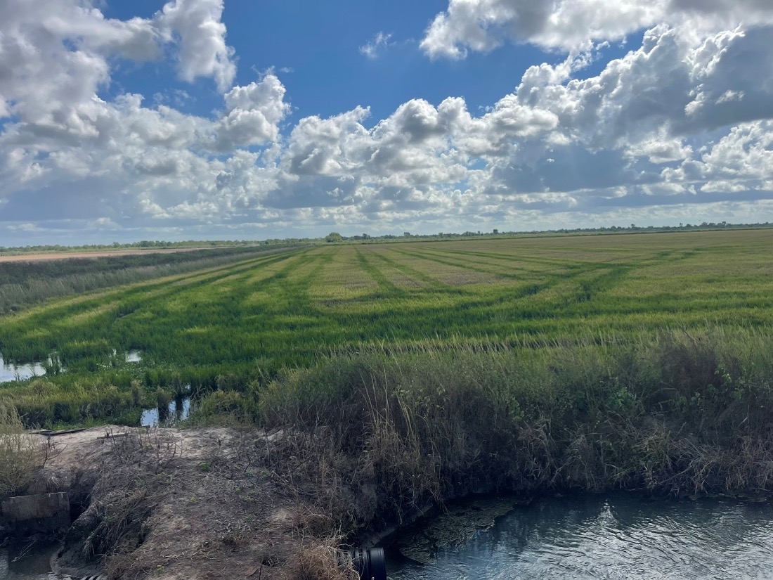 Texas Rice Field The Rice Delphacid Story In Texas — An Emerging Threat To US Rice ...