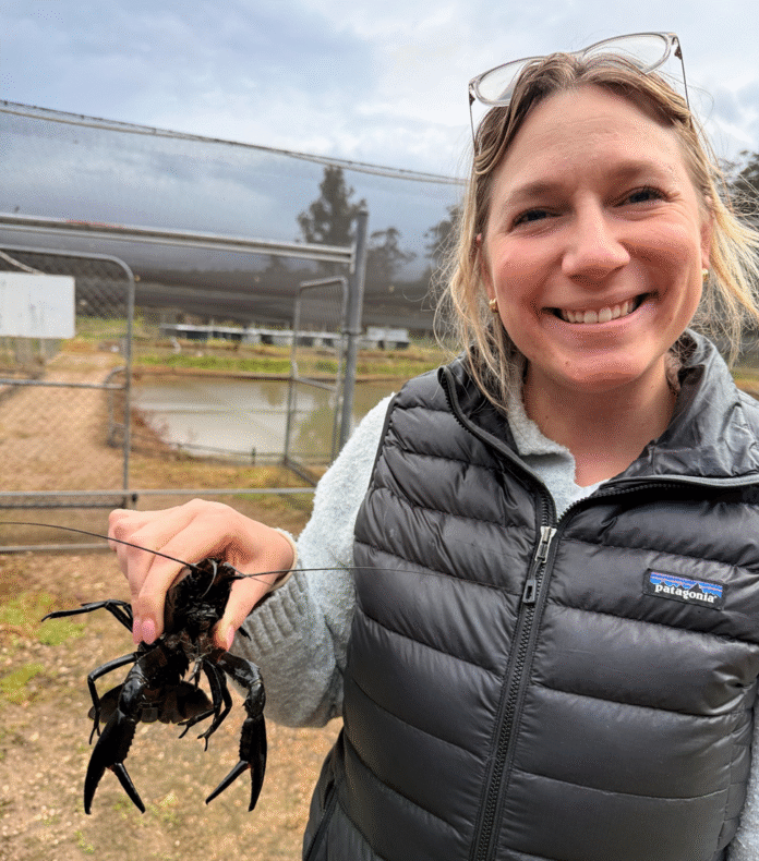 LSU Helped Build Louisiana’s Crawfish Industry; Now It’s Shaping A More ...