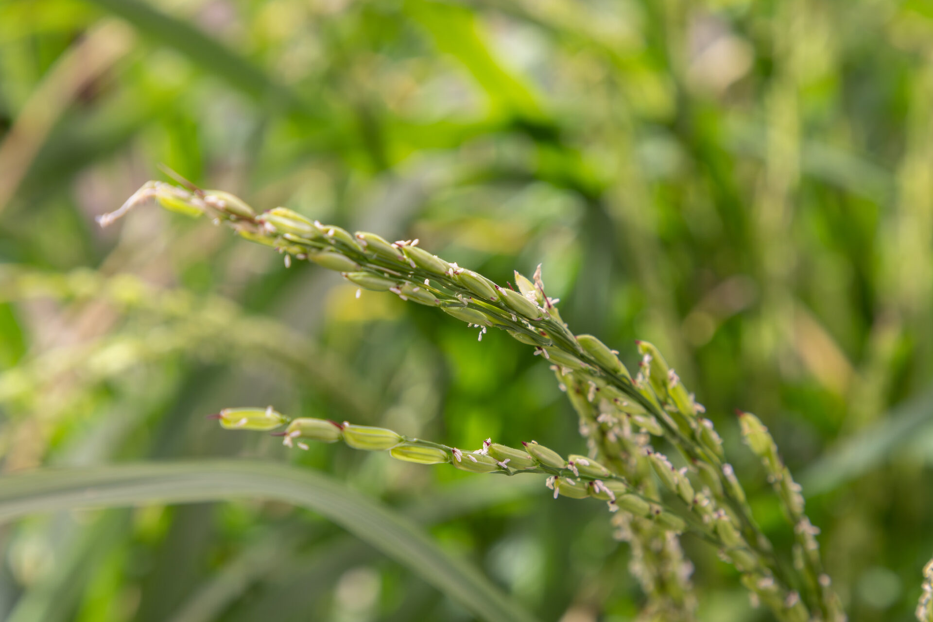 Researchers Document Rice Plants Trapping And Killing Fall Armyworm ...